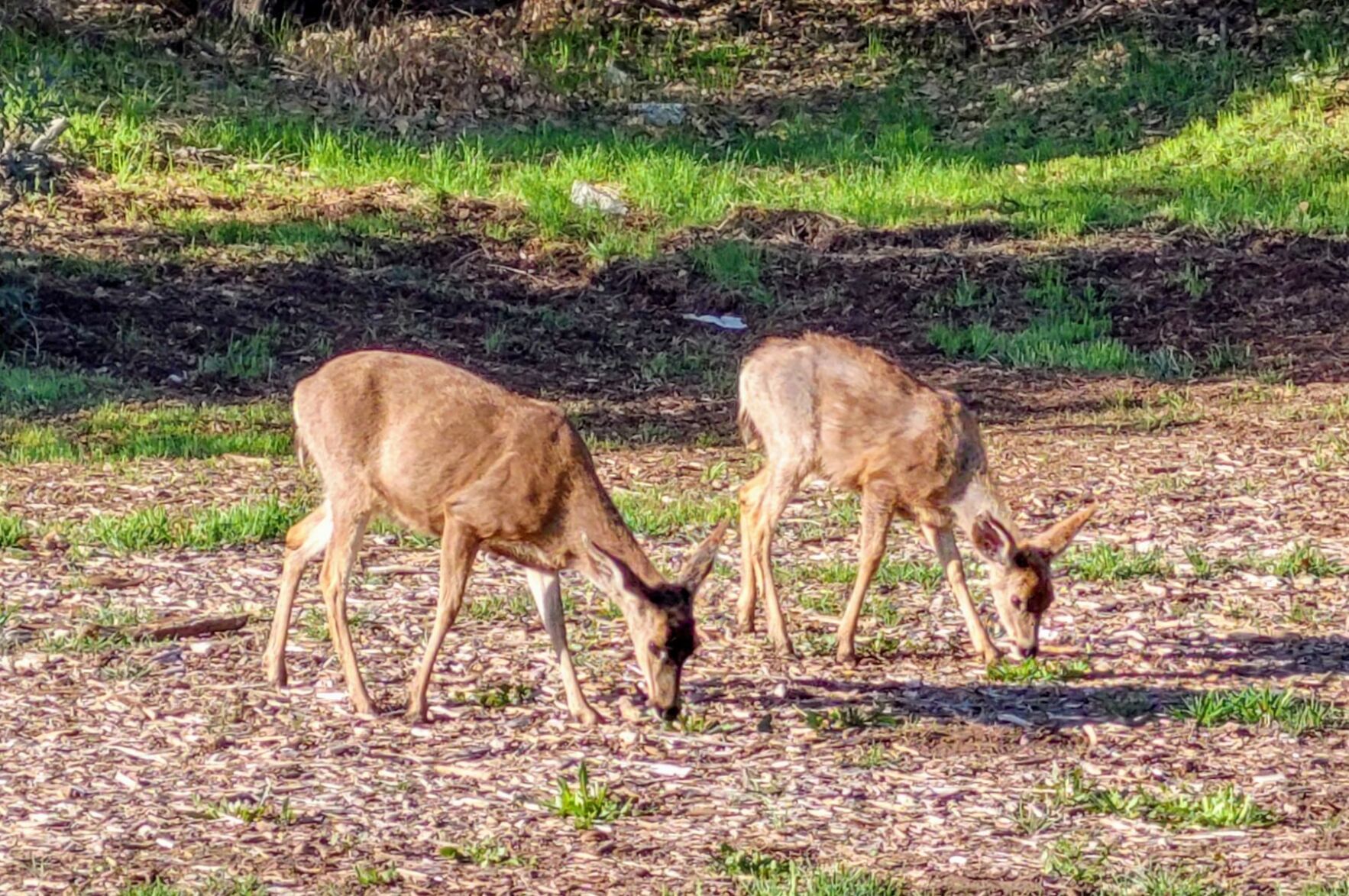Mule deer in Griffith Park